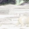 Der Eisbär – Bild 2