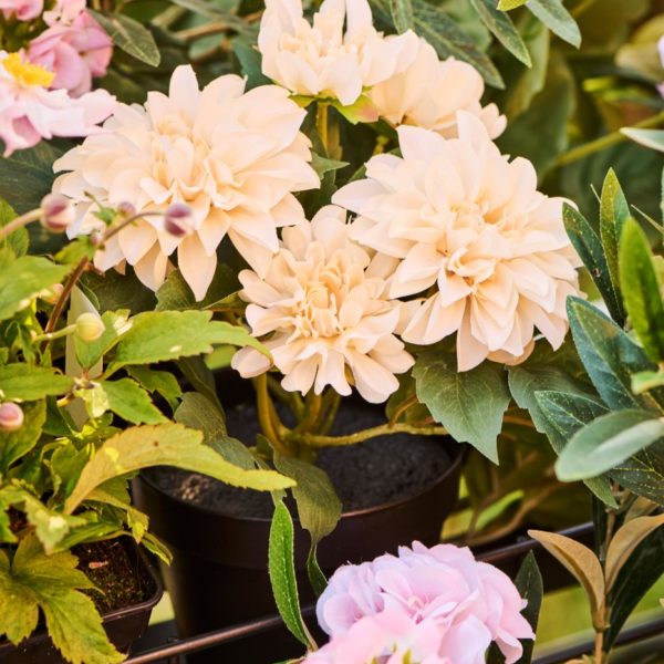 künstliche Dahlie *apricot* von Ib Laursen