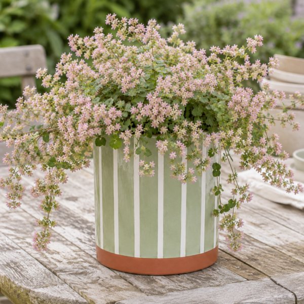 Blumentopf grün gestreift aus Keramik mit Hopfendost auf Holztisch im Garten, zart rosa Blüten locker hängend
