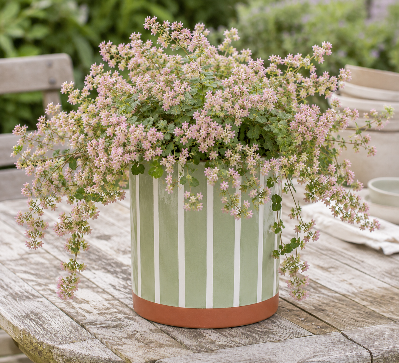 Blumentopf grün gestreift aus Keramik mit Hopfendost auf Holztisch im Garten, zart rosa Blüten locker hängend